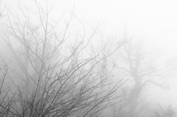 Tree in foggy , Zhangjiajie China.