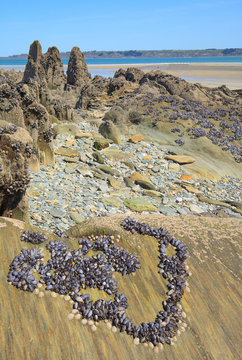 Moules sauvages et berniques  &agrave; Locquirec