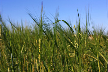 Spikes of wheat in the field