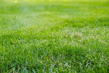 Background of a green grass. Green grass texture