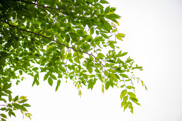 abstract,bokeh leaf pattern nature green background.