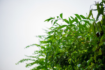 abstract,bokeh leaf pattern nature green background.