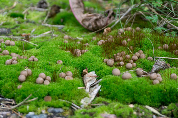 Mushrooms in the moss