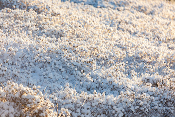 Bush covered in snow