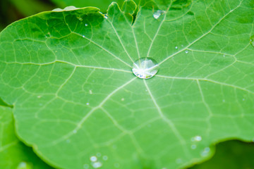 Large beautiful drops of rain water on a green leaf macro. Drops of dew in the morning glow in the sun. Beautiful leaf texture. Natural background.