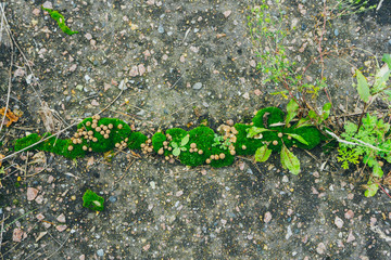 Moss with mushrooms in the crack of asphalt