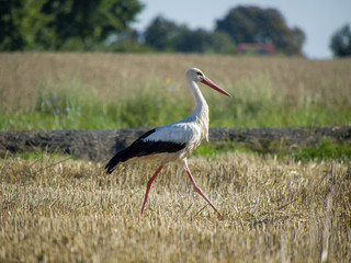 Obraz na płótnie Canvas Stork walking on meadow
