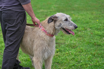 Fototapeta premium Wolfhounds Big dog on the grass background close-up