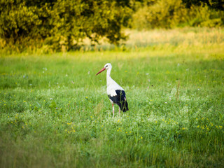 Obraz na płótnie Canvas stork standing on meadow