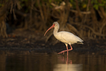 The American white ibis (Eudocimus albus)foraging and catching crabs and fish in a pond at Fort Meyers Beach.