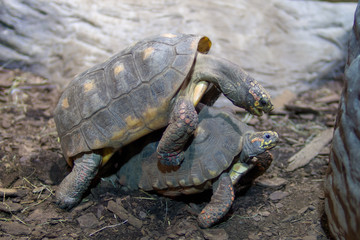two turtles making passionate love