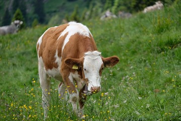 mucca animale natura fattoria erba bestiame pascolo verde manzo toro campo