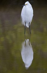 A snowy egret (Egretta thula) resting in a mirrored pond at Fort Meyers beach.