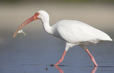 The American white ibis (Eudocimus albus)foraging and catching crabs and fish in a pond at Fort Meyers Beach.