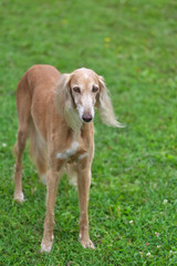 Saluki Persian greyhound, medium sized hunting dog, close-up