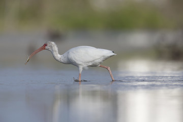 The American white ibis (Eudocimus albus)foraging and catching crabs and fish in a pond at Fort Meyers Beach.