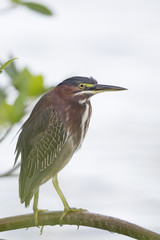 Portrait of a perched Green heron (Butorides virescens) perched in a tree at the water.