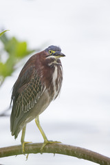 Portrait of a Green heron (Butorides virescens) perched in a tree at the water.