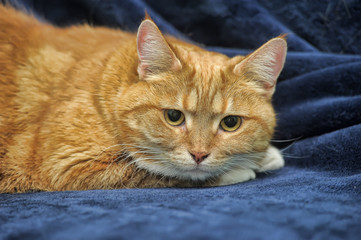 Fototapeta na wymiar frightened red cat