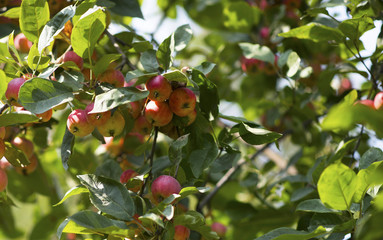 ripe red apples on branches with green leaves
