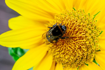 Riesige Hummel saugt an Sonnenblume