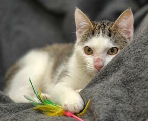 young cat with a peeled nose