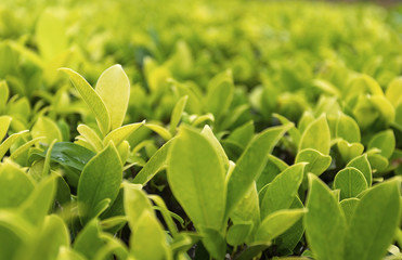 The beauty of nature leaves green. In the spring Under the morning light. Use as background and wallpapers.