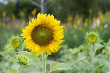 Sunflower close-up  Bokeh background