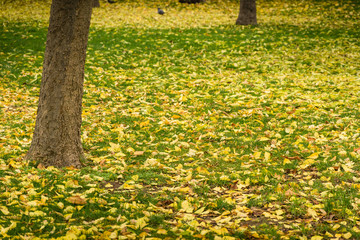 Tree and foliage in autumn in El Retiro in  Madrid