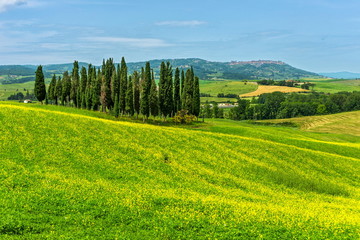 Fototapeta na wymiar Cypresses near Montalcino, Tuscany