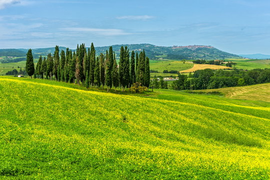 Cypresses near Montalcino, Tuscany