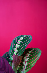 Top vertical view calathea colorful leaves as tropical plant leaves on a pink background, minimal...