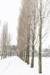 gray day in a lonely and snowy park a cold winter day
