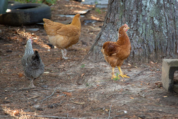 free range chickens rooster hen healthy livestock