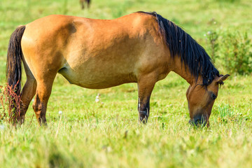 Fototapeta premium thoroughbred mare in a meadow lonely