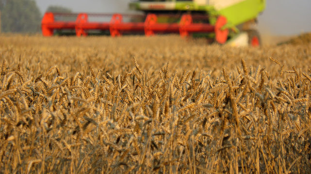Golden wheat