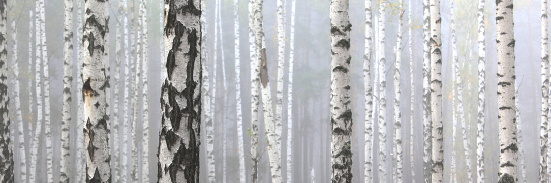 Fototapeta Beautiful birch trees with white birch bark in birch grove