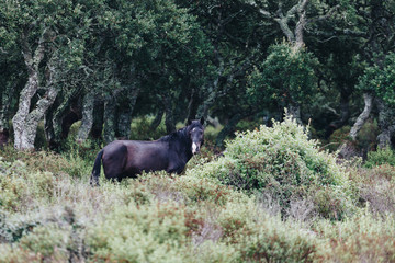 Wild horses grazing on grass in the Giara di Gesturi, Sardinia, Italy