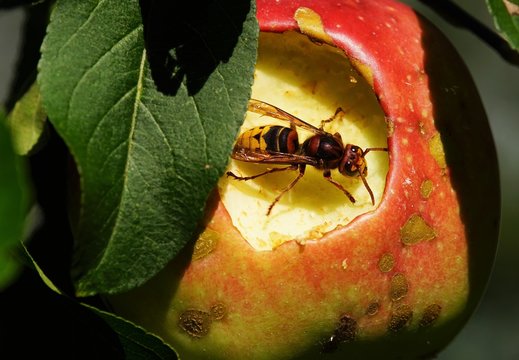 Hornet in a apple tree eats red apple
