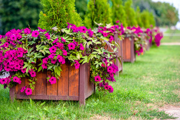 Fototapeta na wymiar Purple petunias grow on flower beds in the city 