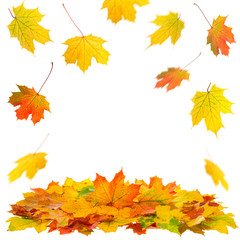 Naklejka na ściany i meble Red yellow maple leaves Autumn fall
