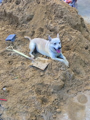Fototapeta na wymiar Brown Dog Relaxing in a pile of sand.construction site work