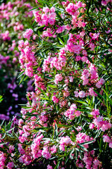 Obraz premium Pink rhododendrons in Montenegro bloom in the city Park 