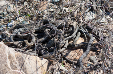 Elaphe dione, commonly known as Dione's ratsnake, the steppe ratsnake, or the steppes ratsnake, is a species of snake in the family Colubridae