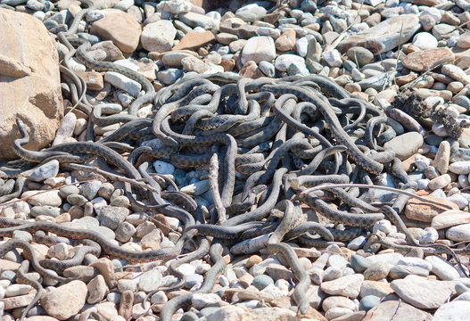 The Caspian whipsnake (Dolichophis caspius, sometimes also Coluber caspius) also known as the large whipsnake 