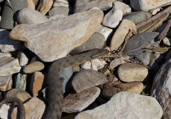 The Caspian whipsnake (Dolichophis caspius, sometimes also Coluber caspius) also known as the large whipsnake 