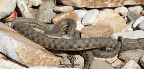 Elaphe dione, commonly known as Dione's ratsnake, the steppe ratsnake, or the steppes ratsnake, is...
