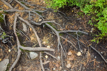 корни деревьев © budaevps