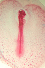 Development of the embryo chicken,The development of the chick on the slide under microscope.
