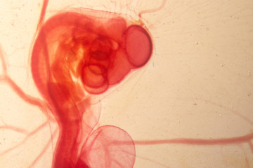 Development of the embryo chicken,The development of the chick on the slide under microscope.